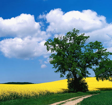 Landschaftsbild mit Rapsfeld und Bäumen